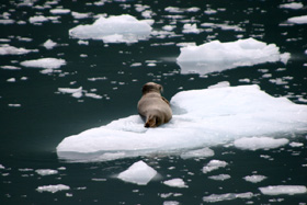 �A���X�J26�X�͂̕��i